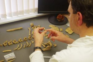 Bones found on Cornish coast analysed
